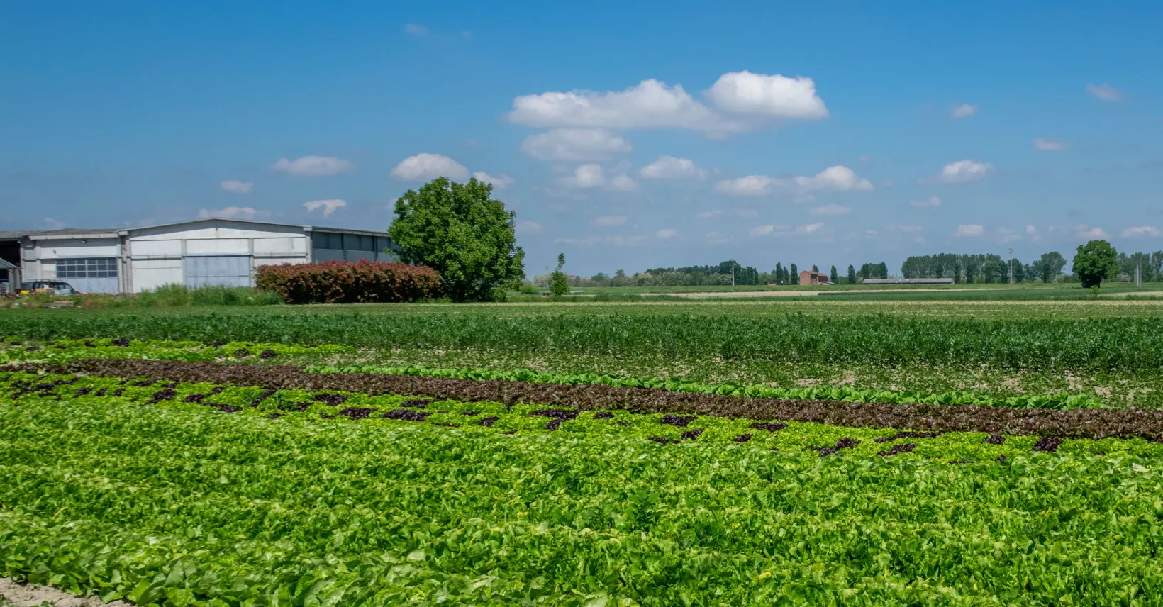 Asia Agriculture Consulting